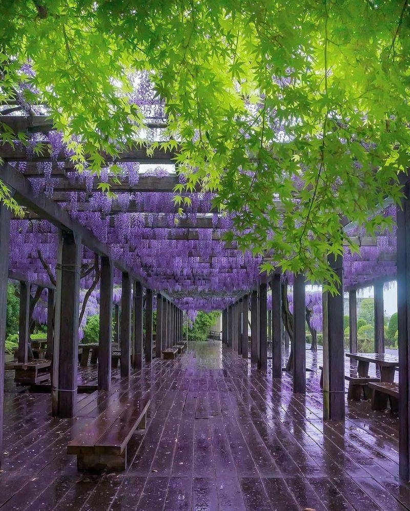 11. Wisteria
