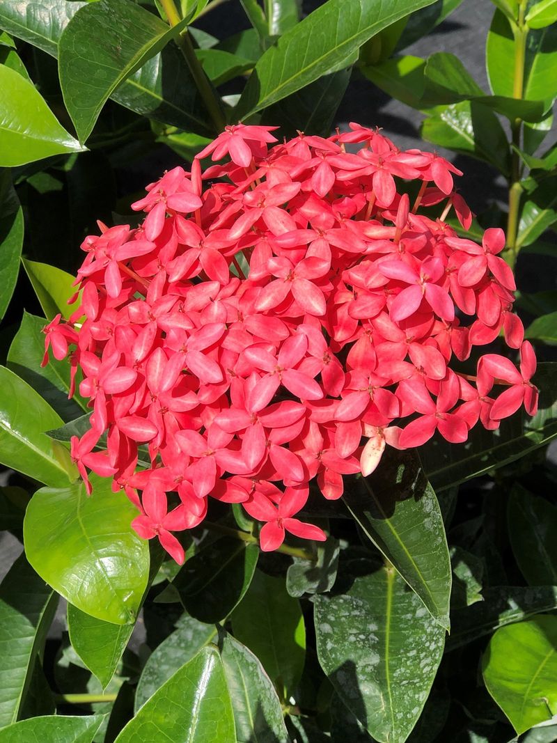 11. Dwarf Ixora