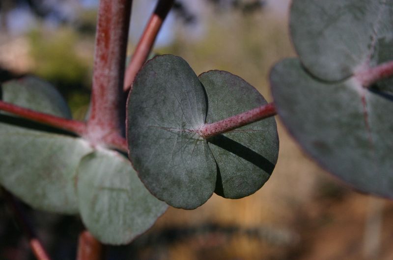 11. Eucalyptus Leaves Work Wonders