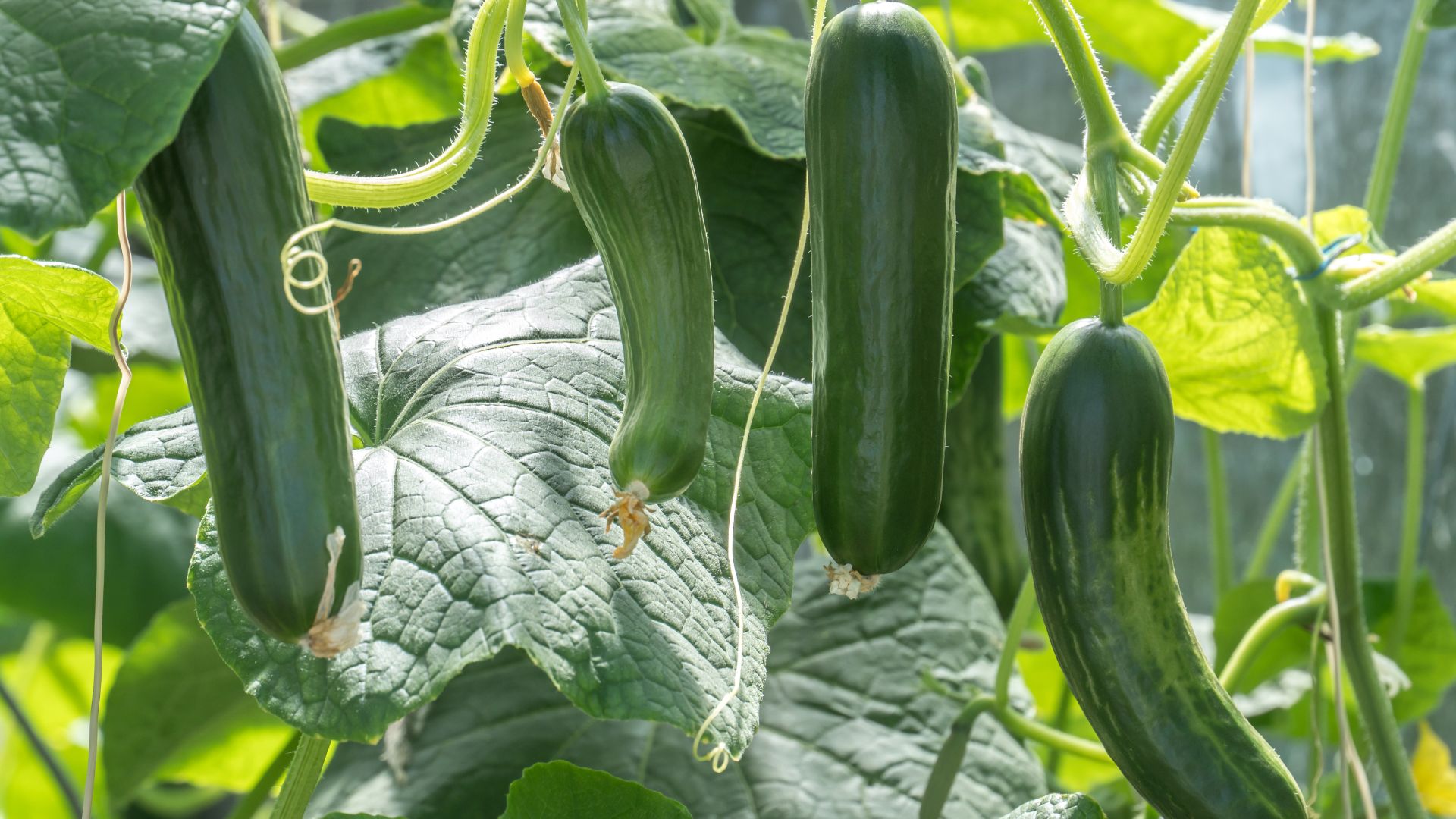 11 Genius Ways To Grow Zucchini Up Not Out And Get Bigger Yields