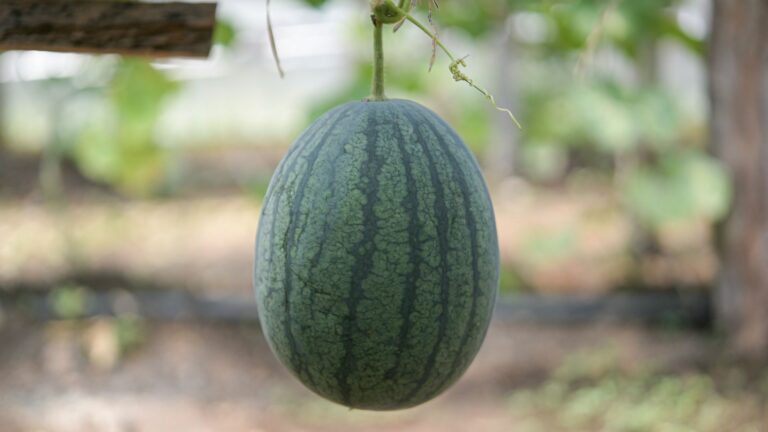 vertical watermelon
