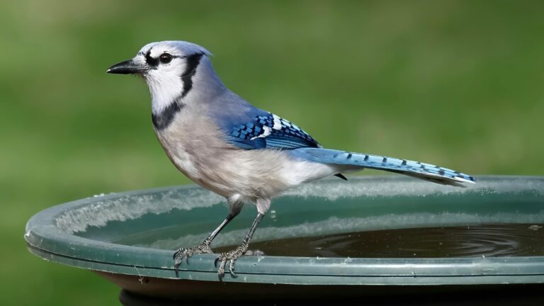 bird on the edge of a birdbath