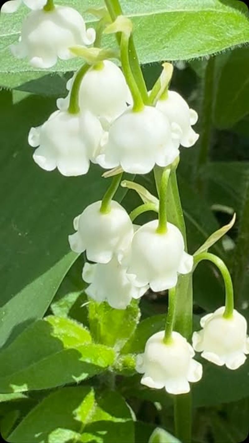 Lily of the Valley: Delicate but Demanding