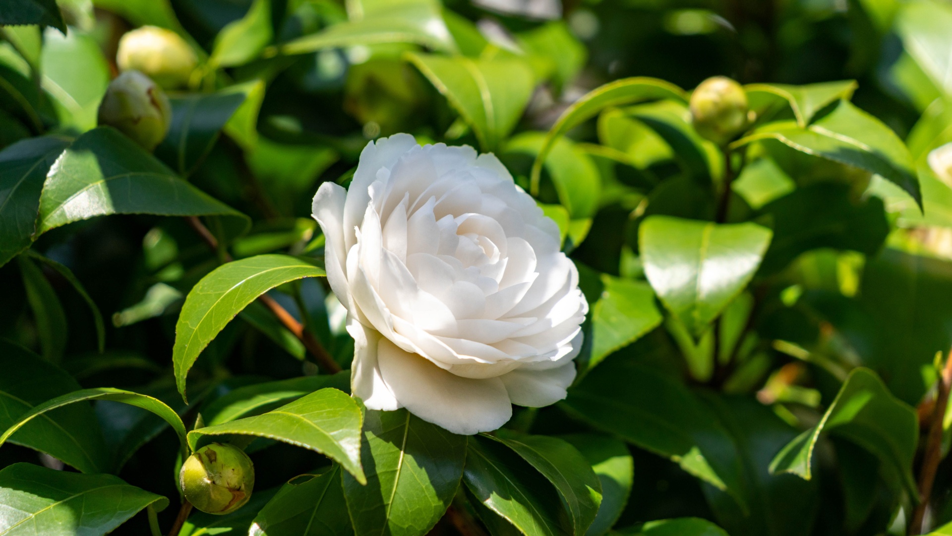 11 White Flowers To Skip This Summer—And 7 Worth Planting Twice