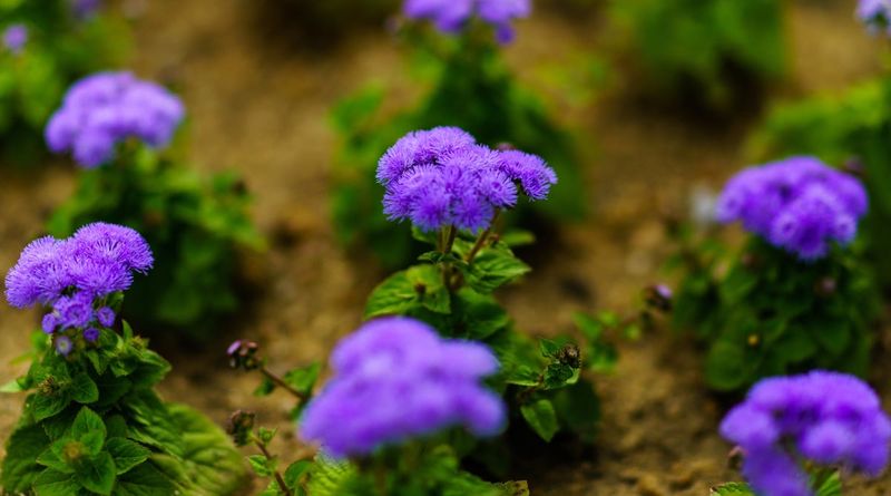 12. Floss Flower (Ageratum)