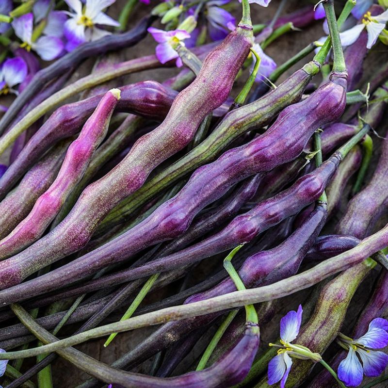 12. Rat's Tail Radish