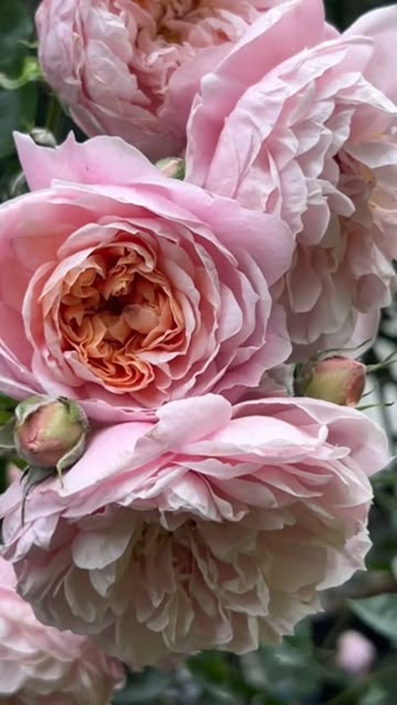 12. Roses (Rain-Friendly Varieties)