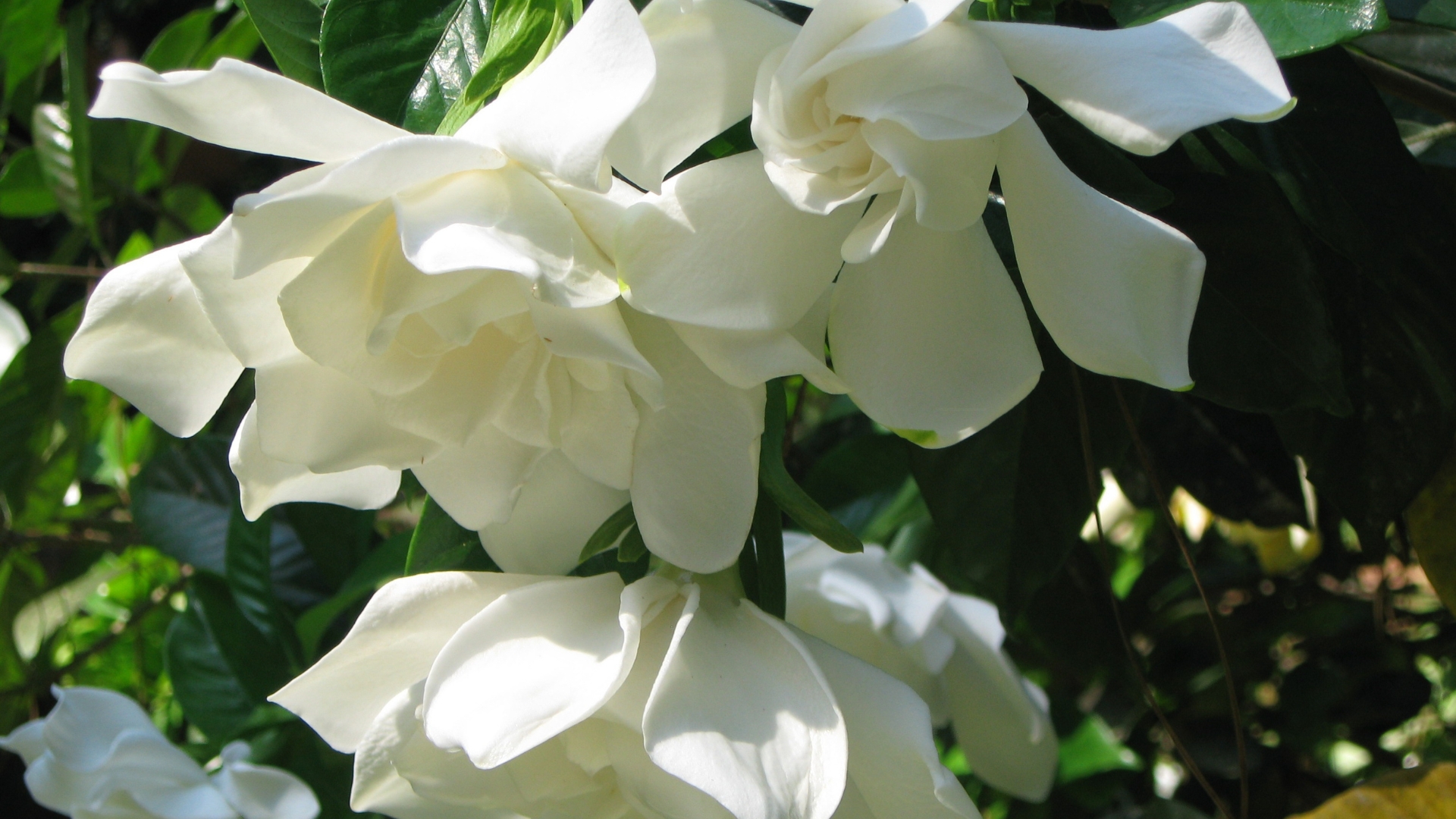 12 Easy Tips To Deadhead Gardenias Right—And 6 Mistakes That Set You Back