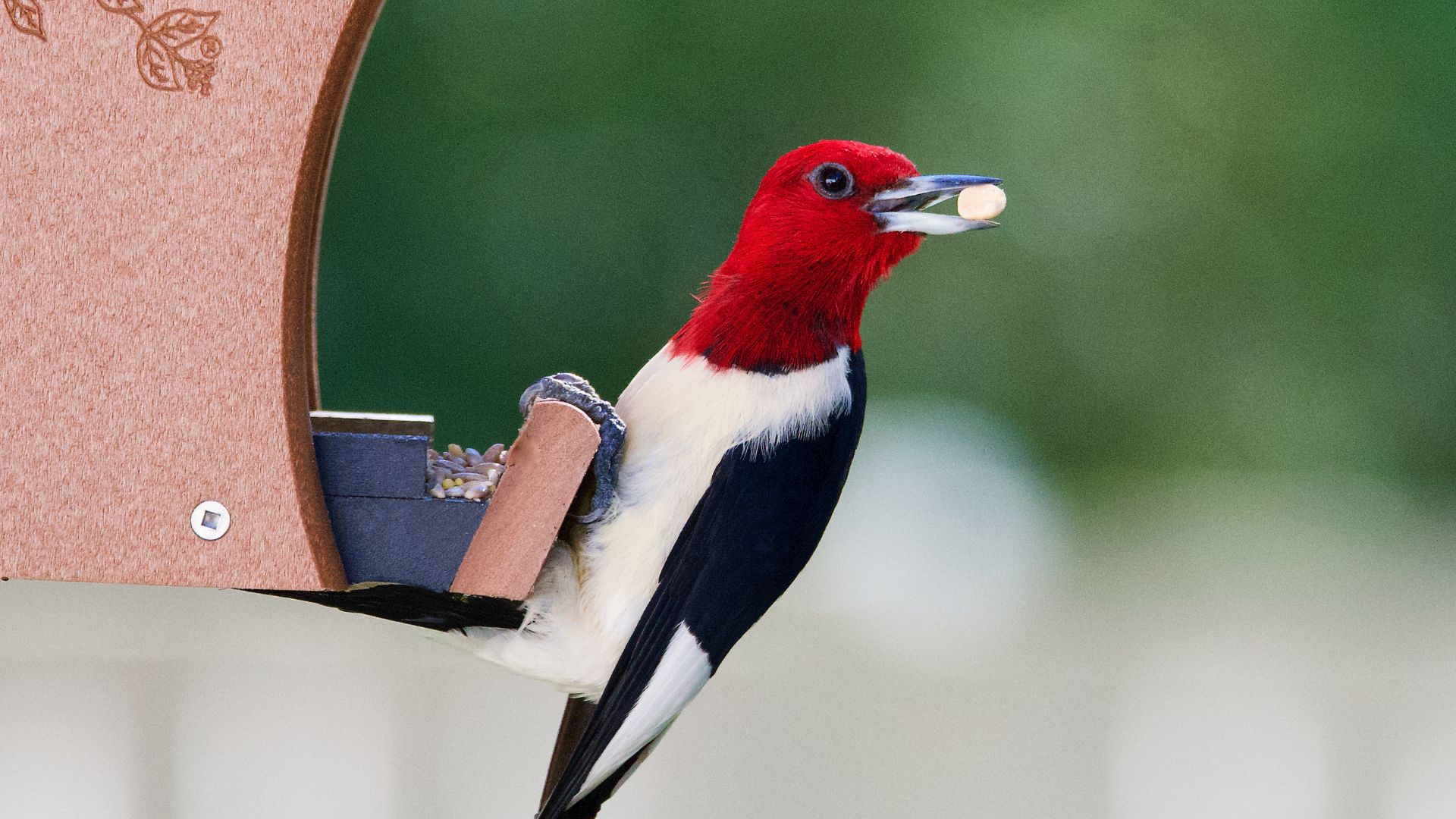 12 Stunning Red Birds That Visit Gardens (And 8 Flowers That Attract Them Best)