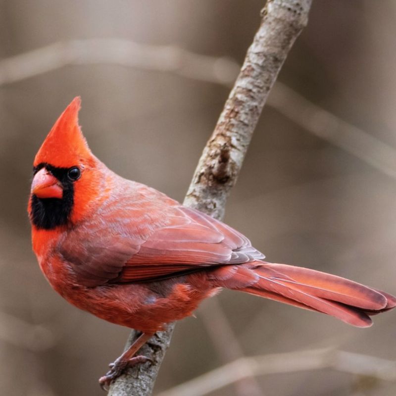 Northern Cardinal