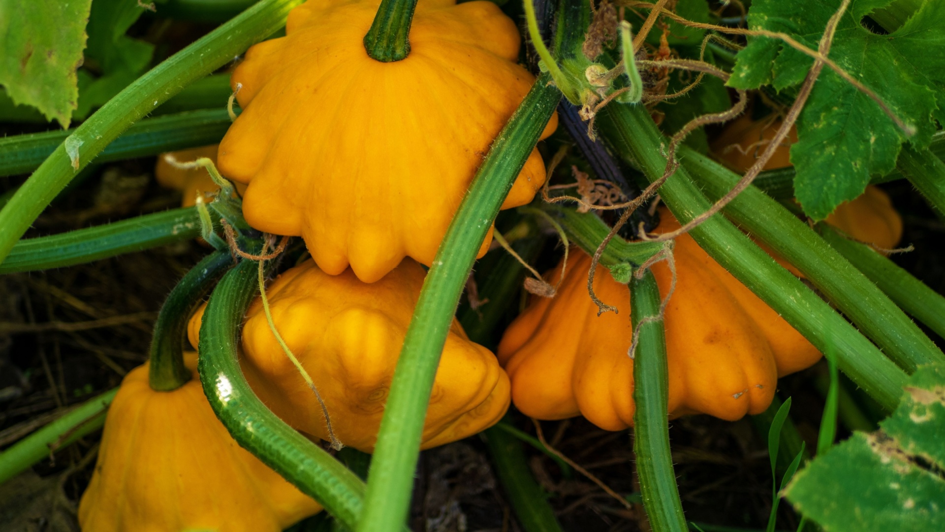 summer squash