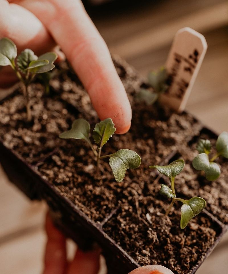 Seedling Stunting