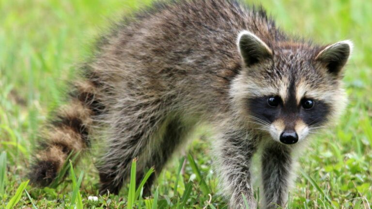 raccoon in yard