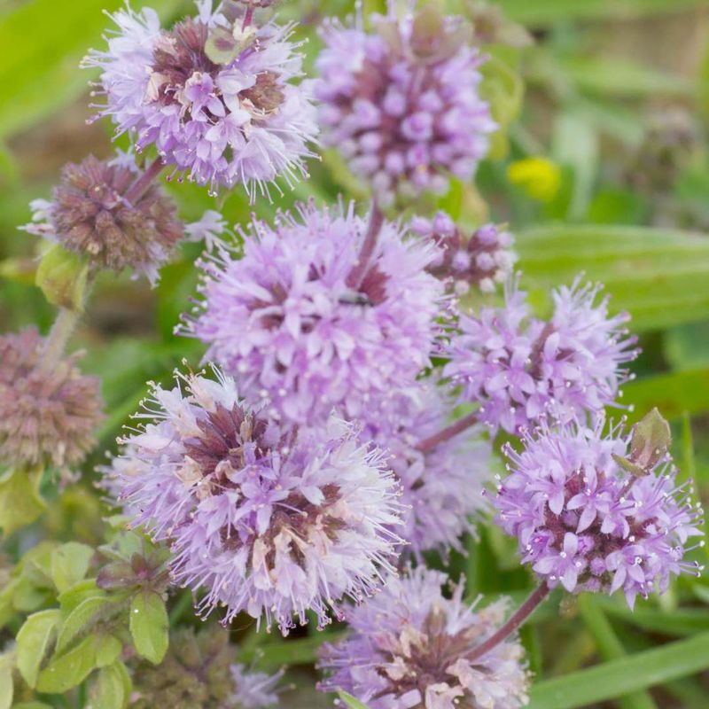 13. Pennyroyal