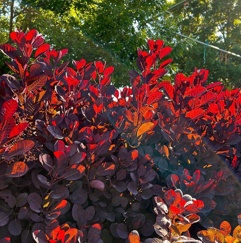 13. Smokebush