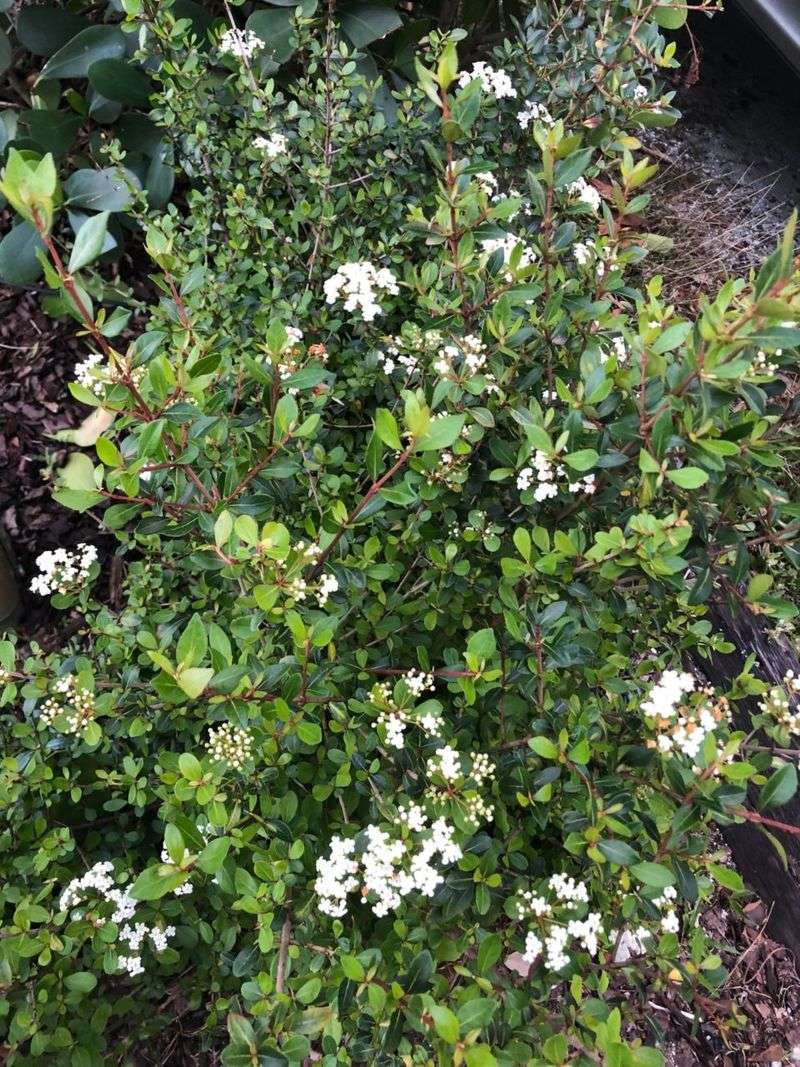 13. Dwarf Walter's Viburnum