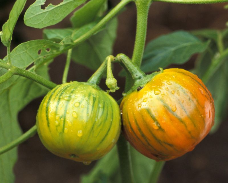 13. Turkish Orange Eggplant