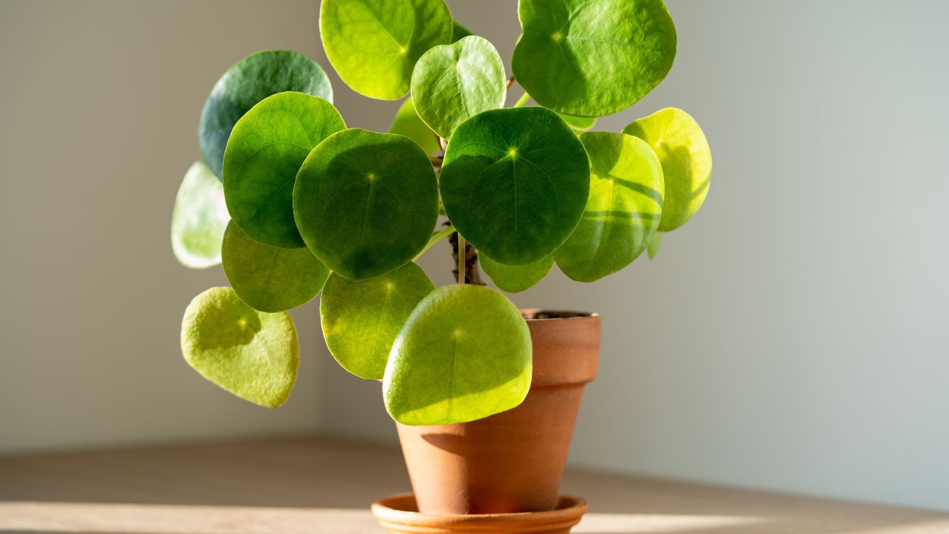 chinese money plant
