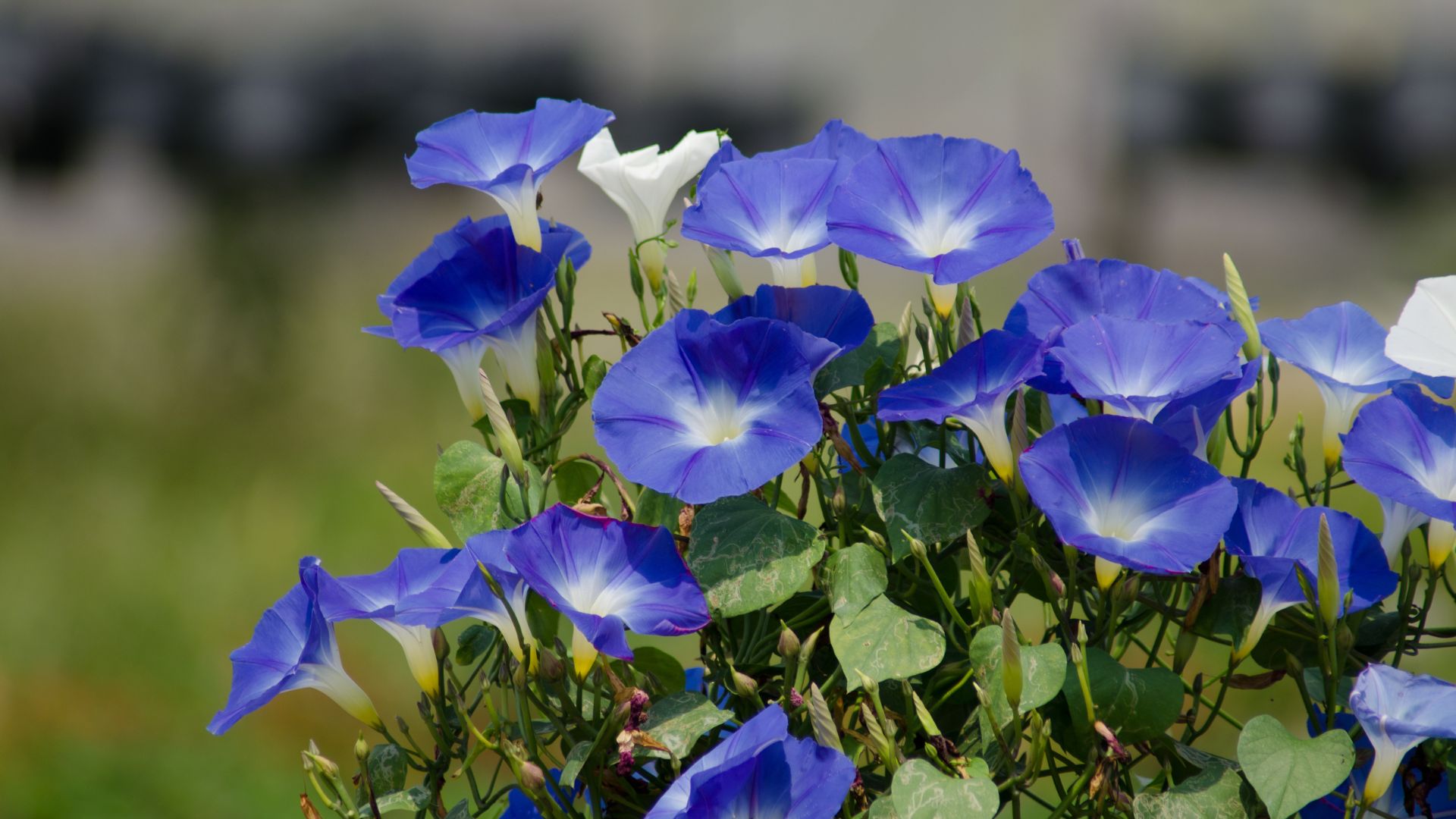 morning glory