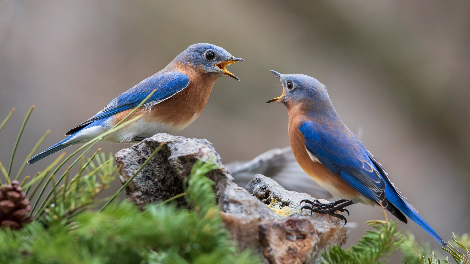 13 Common Birds You See In Pennsylvania Yards (And 6 That Mean Your Yard Is Thriving)
