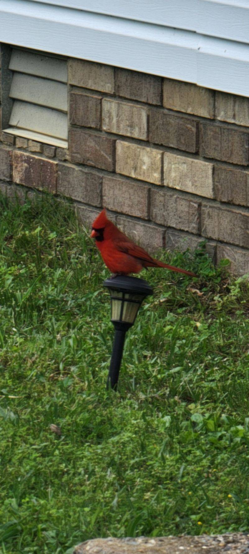 Northern Cardinal