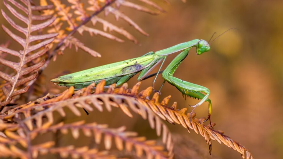 13 Creatures That Help Your Yard Thrive (And 5 That Do The Opposite)