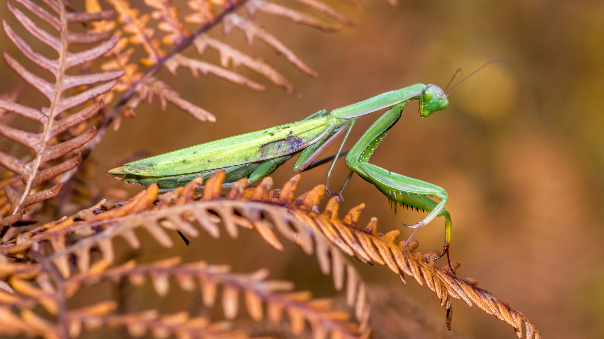 praying mantis