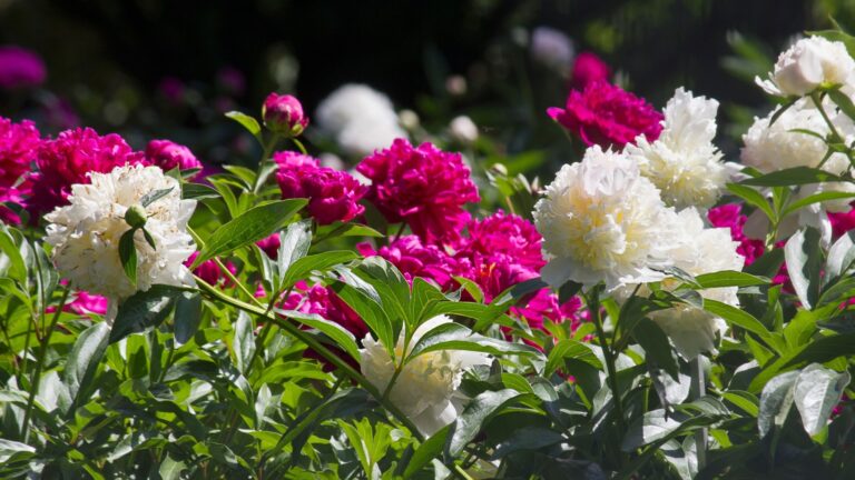 peony flowers