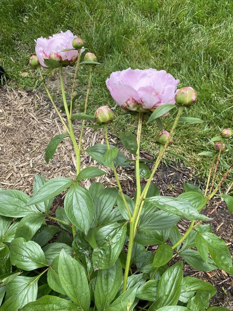 Cut Peonies at the Right Time