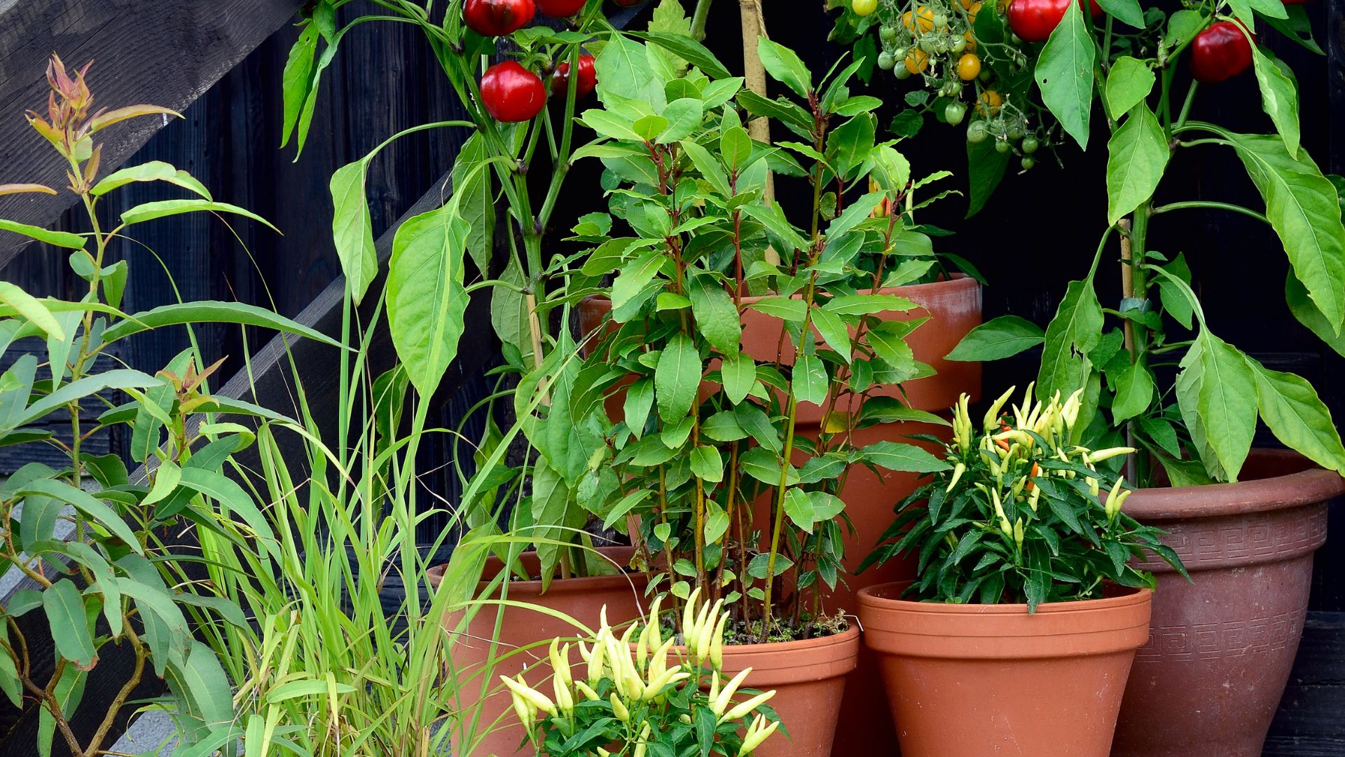 13 Easy Tips To Start a Thriving Container Garden (And 4 Mistakes To Avoid)