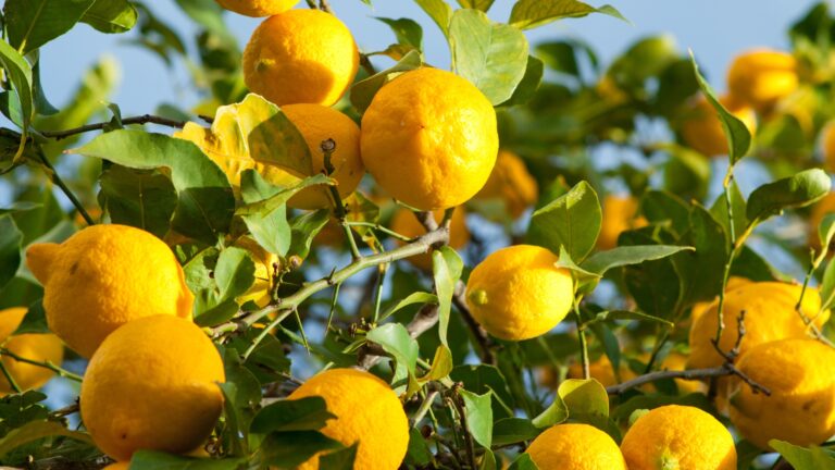 lemon tree fruits