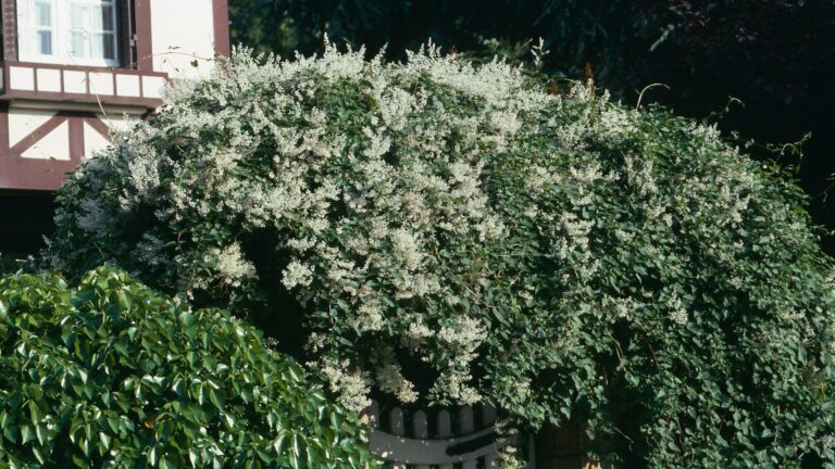 silver lace vine plant
