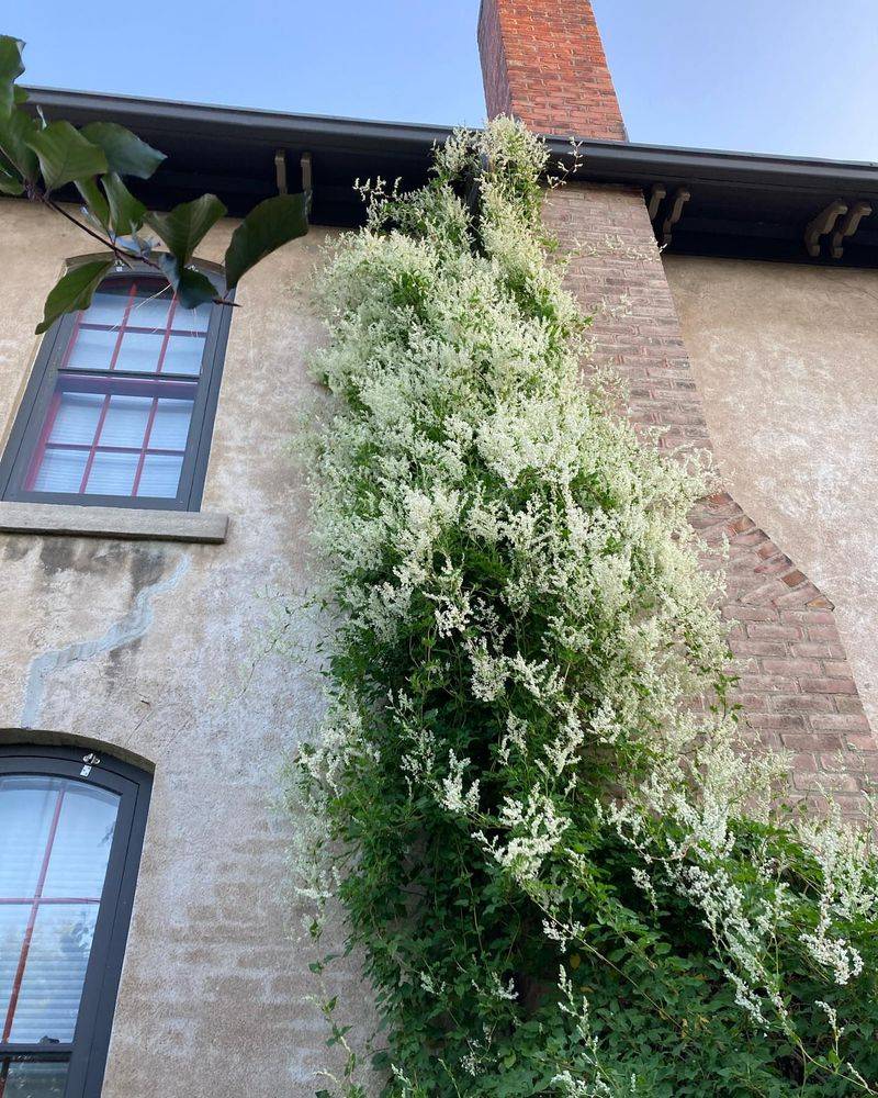 Plant in Early Spring for Maximum Growth
