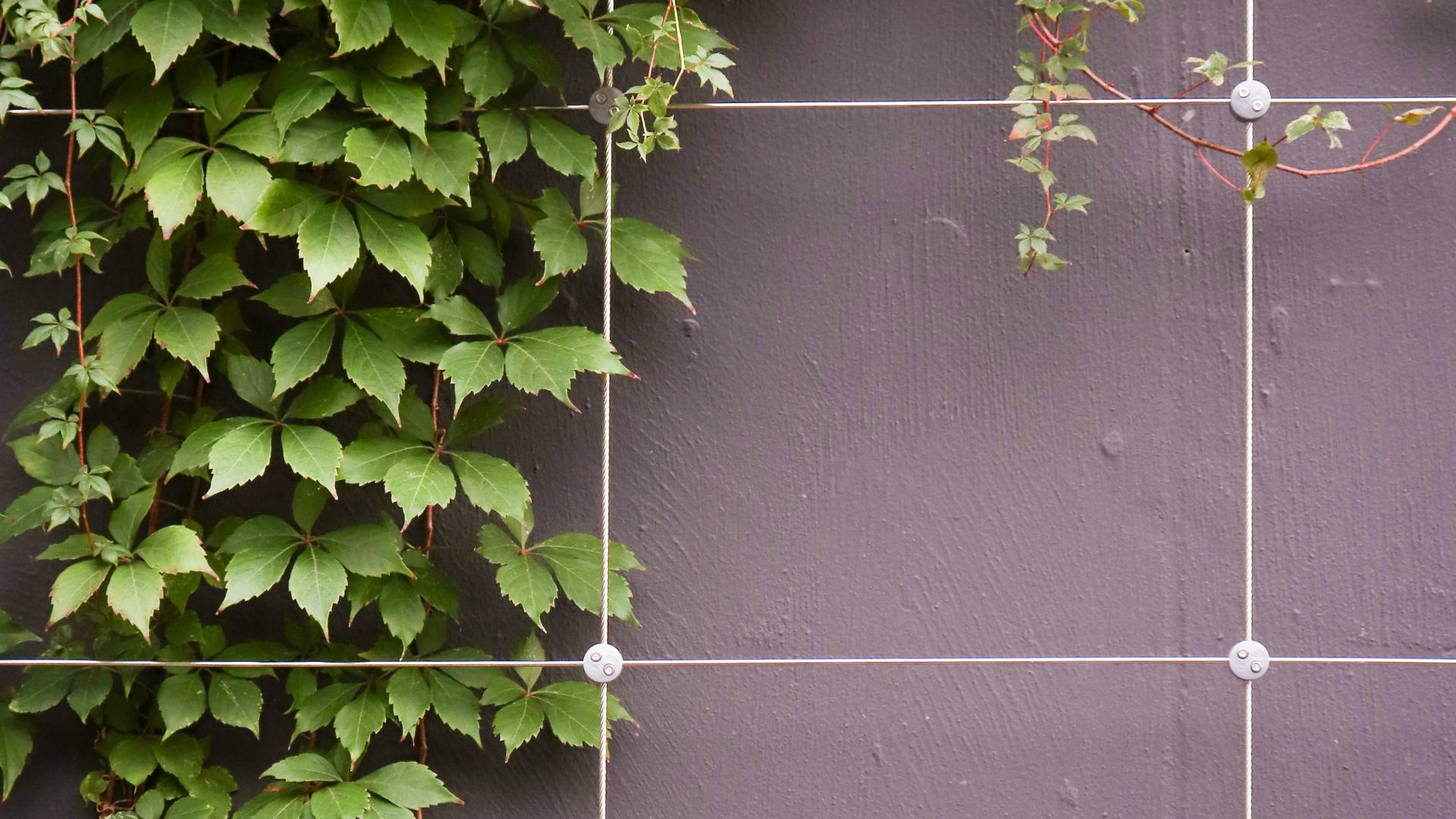 vines
