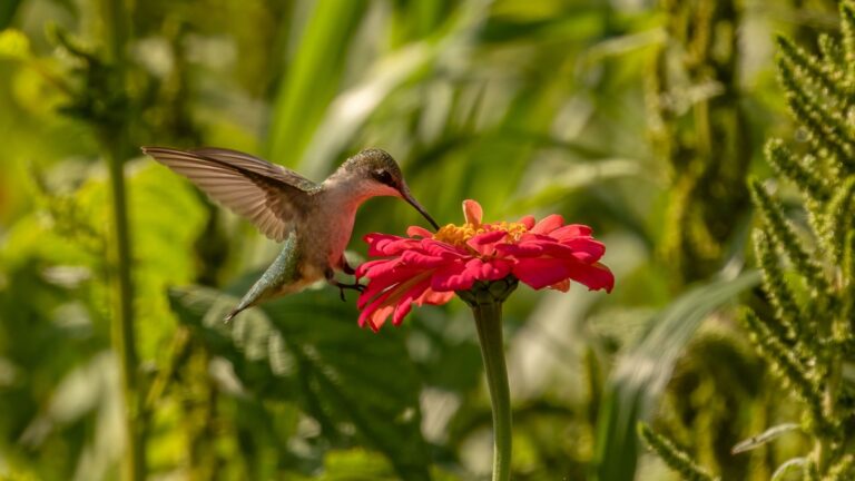 hummingbird feeding on a red flower