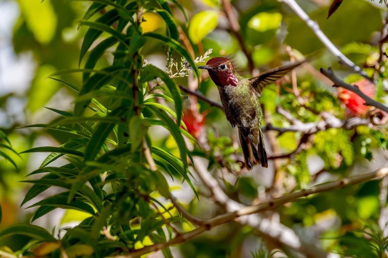 Evolution Wired Their Brains for Red Detection