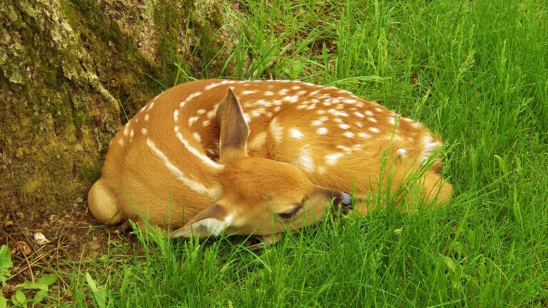 baby deer
