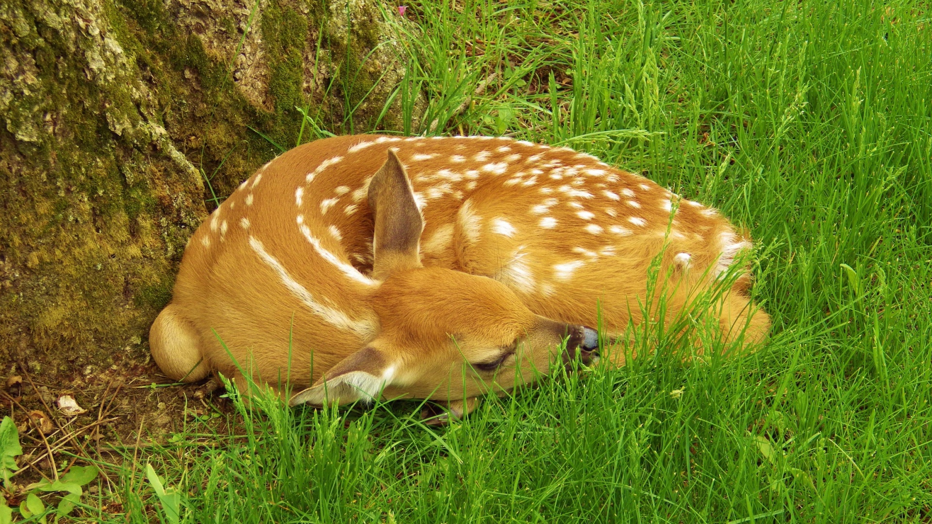 13 Things To Do If You Find A Baby Deer In Your Yard—And 4 You Should Never Try