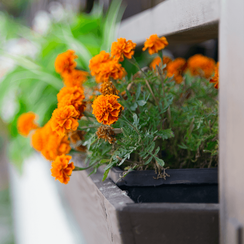 14. Marigolds' Secret Power