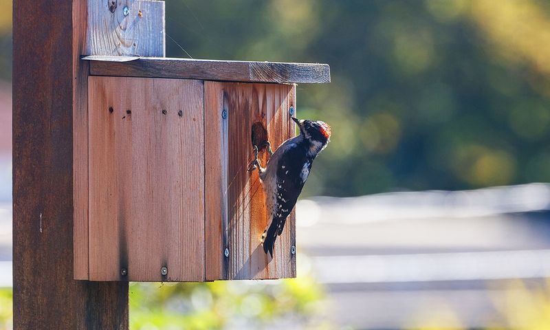 14. Apply Woodpecker-Specific Repellent Spray