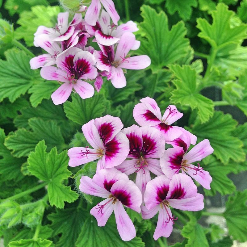 14. Geraniums