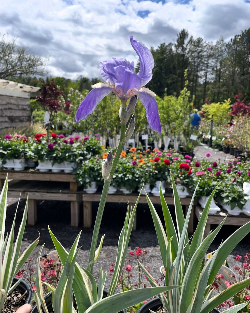 14. Iris Pallida (Sweet Iris)