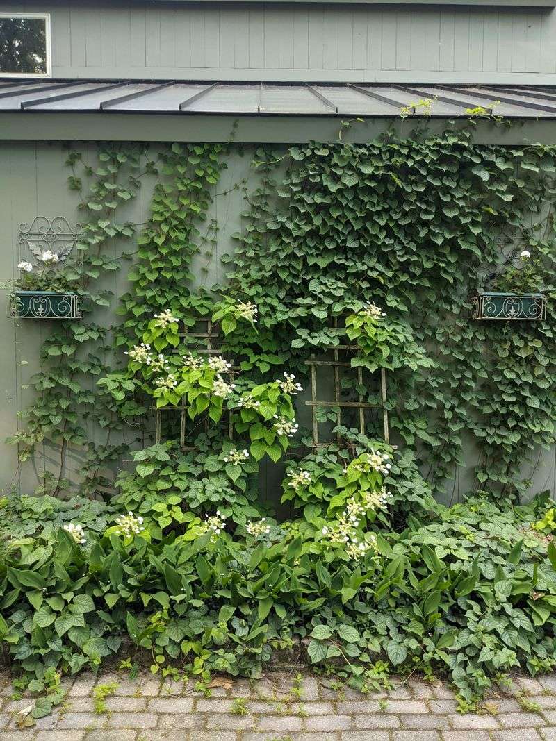 14. Climbing Hydrangea