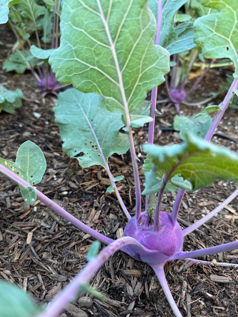 14. Kohlrabi