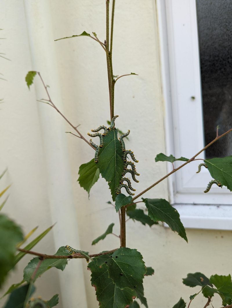 Hungry Caterpillars Munching Away