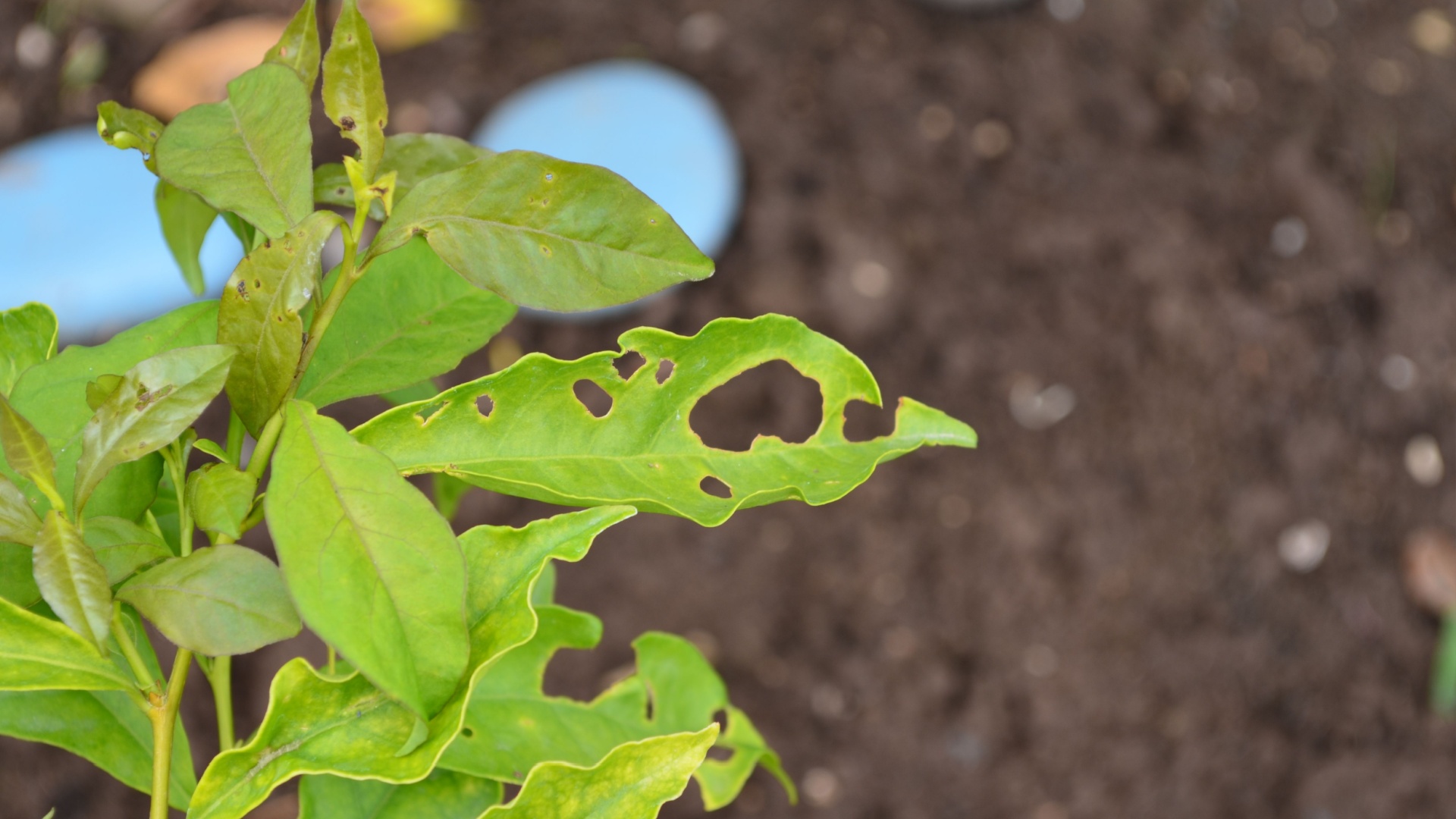 holes in plant leaves