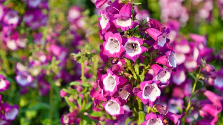 pink penstemon flower cluster