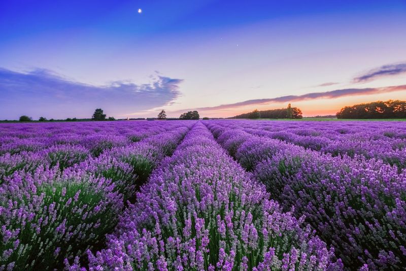Lavender – The Fragrant Survivor