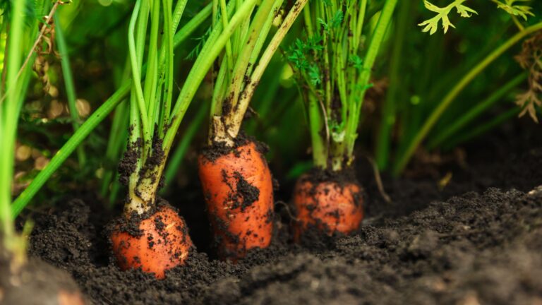 carrot plants