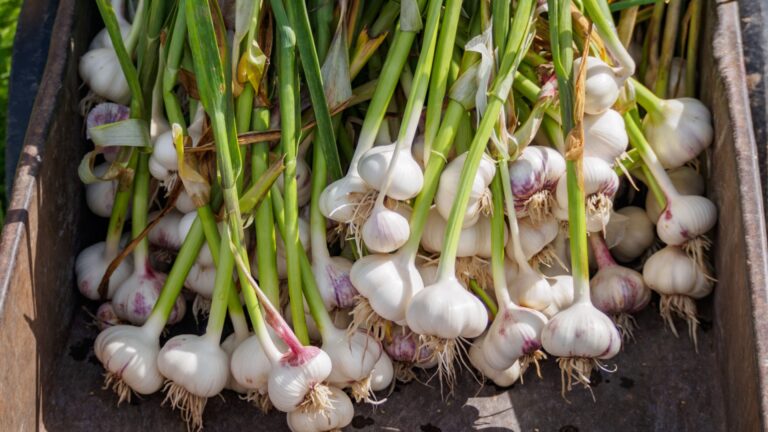 garlic plants